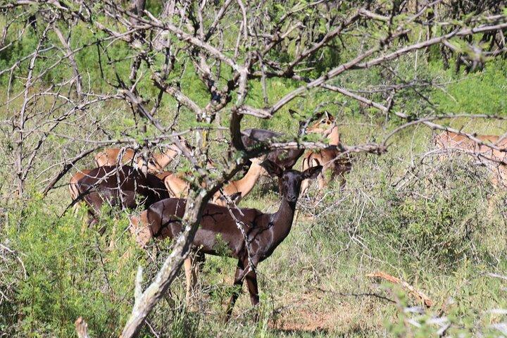 Horseback Safari Adventure in Hartbeespoort from Johannesburg