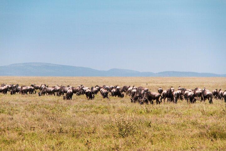 6 Days Private Tour to The Great Wildebeest Migration Calving Season
