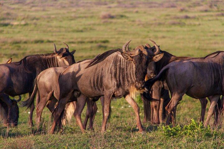 6 Days Private Tour to The Great Wildebeest Migration Calving Season