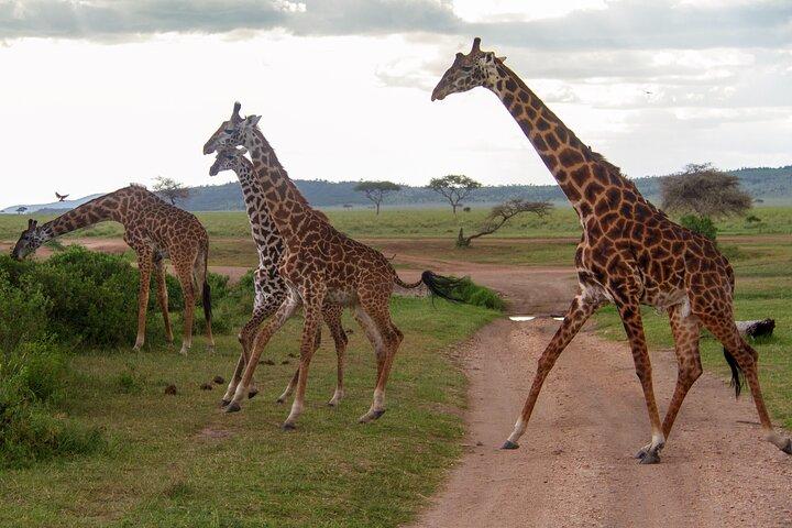 6 Days Private Tour to The Great Wildebeest Migration Calving Season