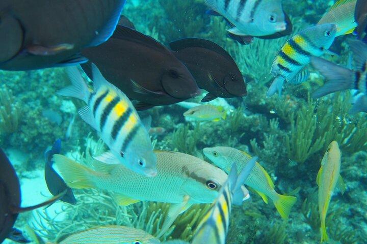 Half-Day Private Stingray City Charter in Cayman Islands