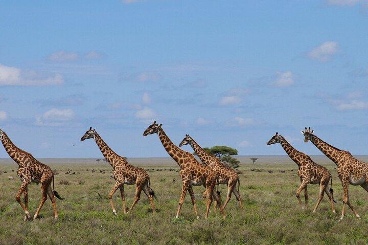 9-Day Tanzania and Rwanda Gorilla Trekking Private Safari