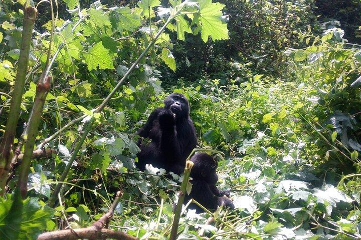 9-Day Tanzania and Rwanda Gorilla Trekking Private Safari