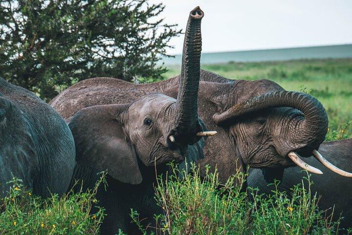 3 Days Shared Group Safari Tanzania