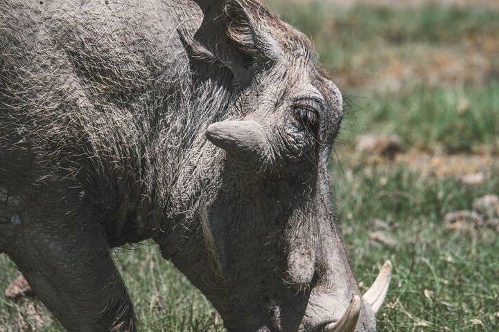 4 Days Tarangire, Serengeti and Ngorongoro Crater Camping Safari