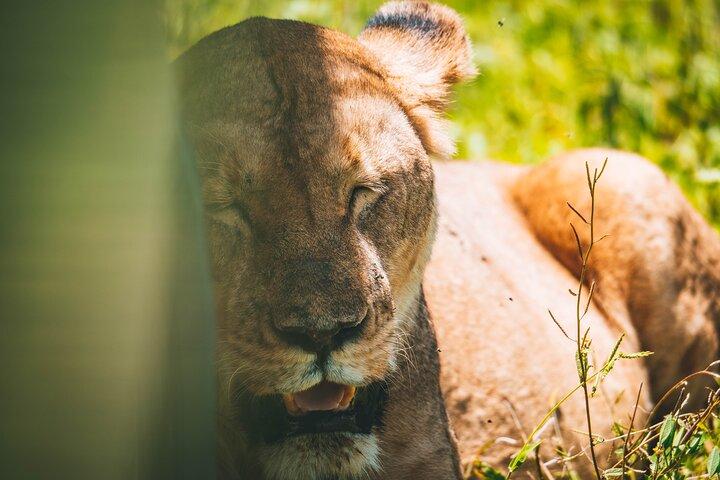 4 Days Tarangire, Serengeti and Ngorongoro Crater Camping Safari
