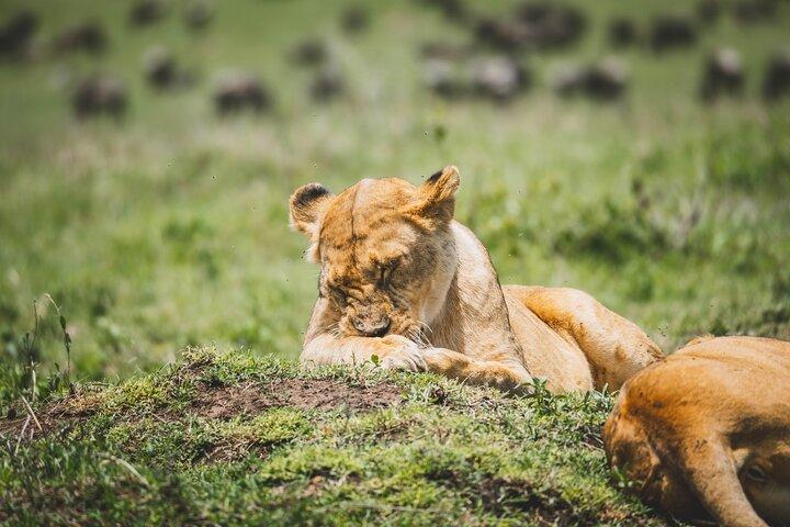 4 Days Tarangire, Serengeti and Ngorongoro Crater Camping Safari