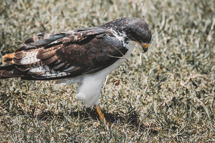 4 Days Tarangire, Serengeti and Ngorongoro Crater Camping Safari