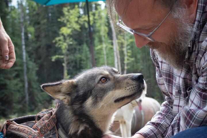 Fairbanks Sled Dog Mushing Cart Ride & Kennel Tour