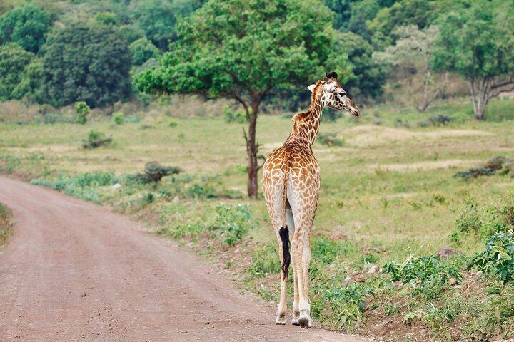Private Day Trip to Arusha National Park with a Walking Safari