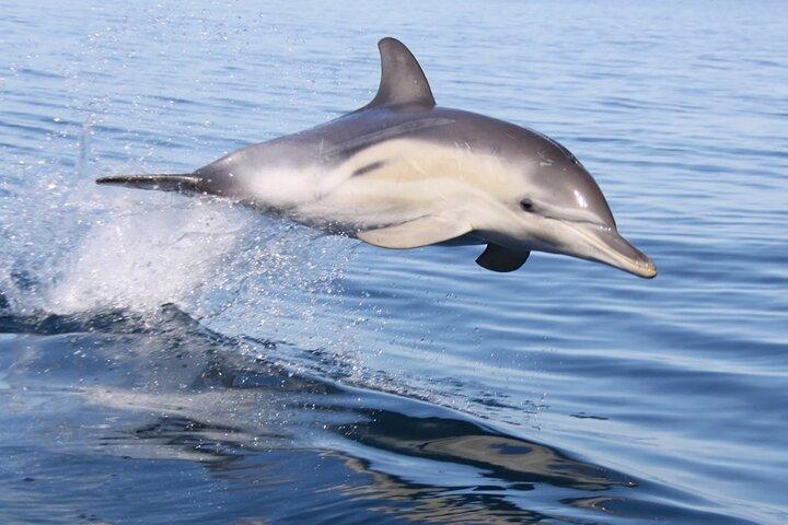 Wild Dolphin Watch in Glenelg