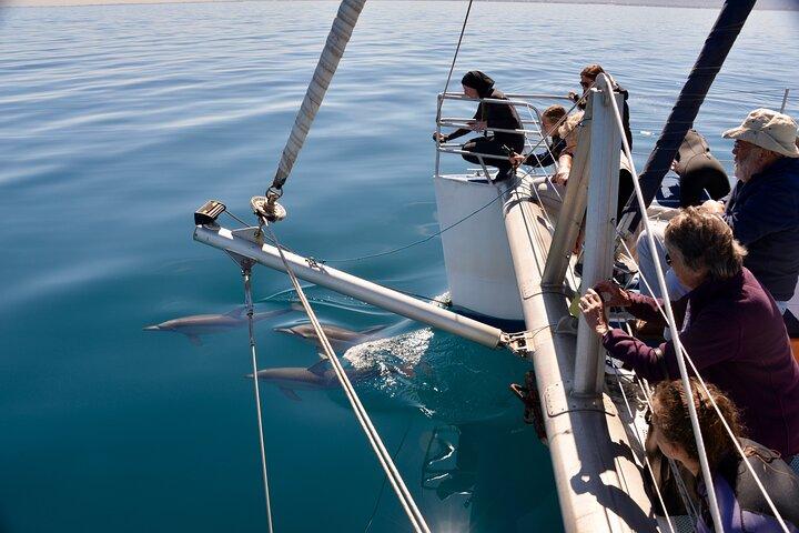 Wild Dolphin Watch in Glenelg