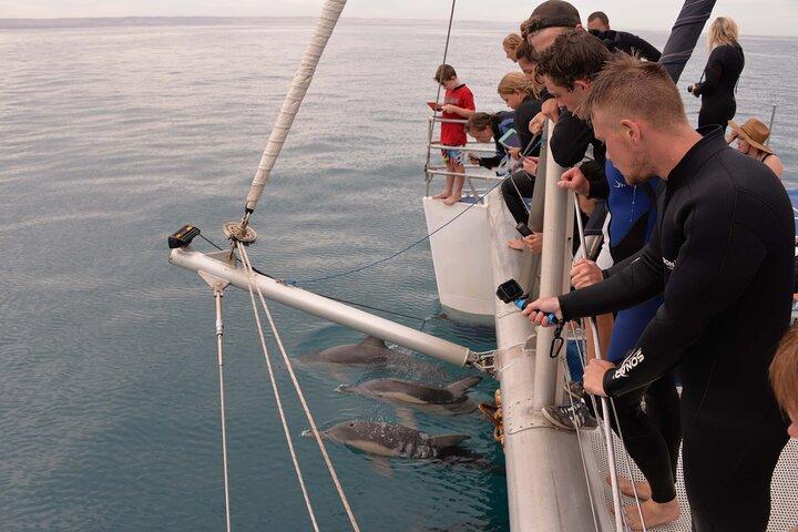 Wild Dolphin Watch in Glenelg
