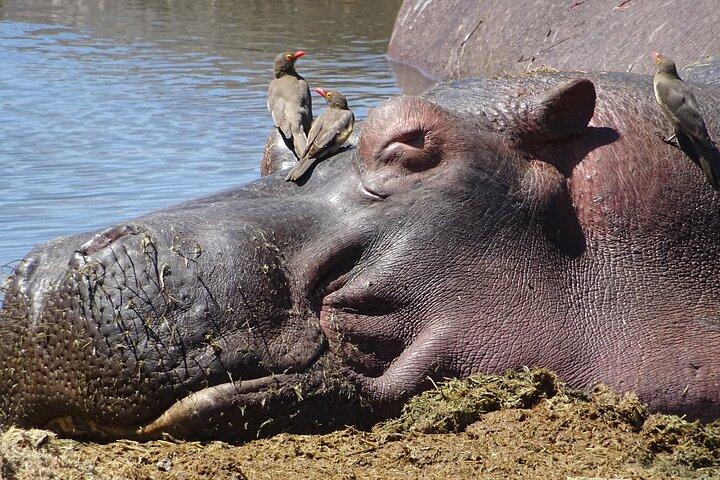 6 Days Private Tour to The Great Wildebeest Migration Calving Season