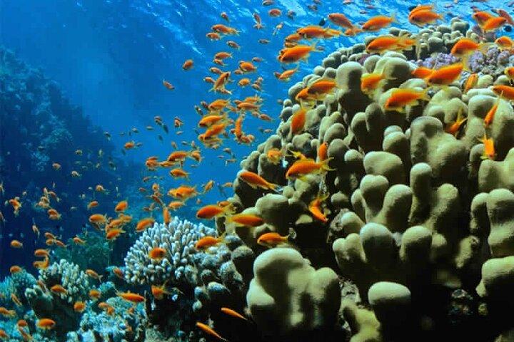 Discover Scuba Diving In Dahab