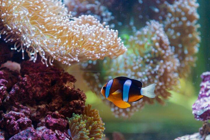 The National Aquarium Abu Dhabi Admission Tickets