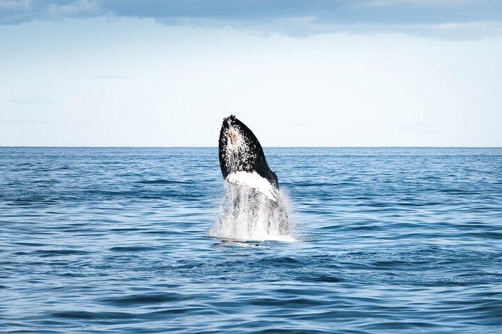 Whale Watching in Husavik