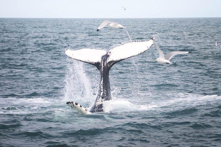 Whales and Puffins Tour from Husavik