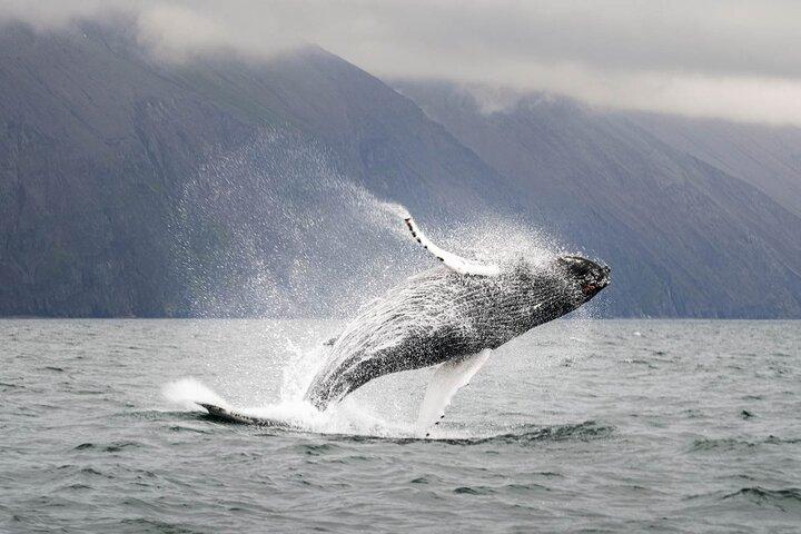 Whales and Puffins Tour from Husavik