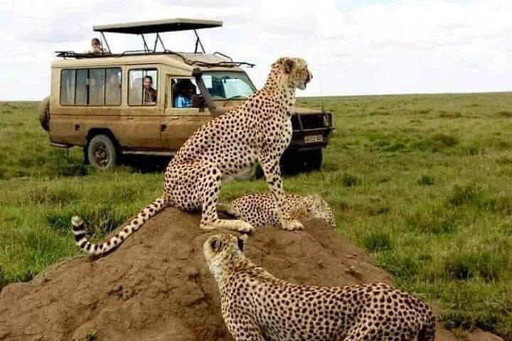 3 Days Safari Serengeti NP and Ngorongoro Crater