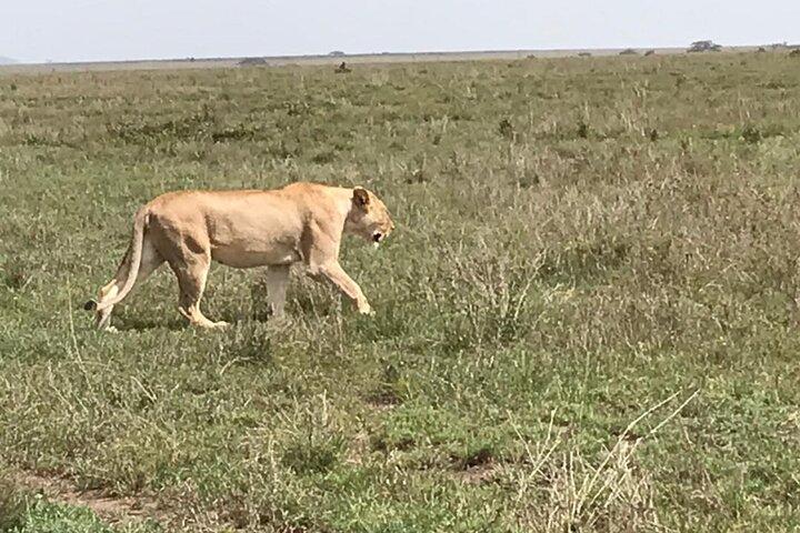 3 Days Safari Serengeti NP and Ngorongoro Crater