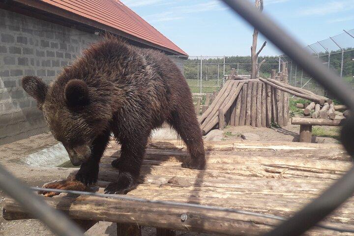 Visiting a Bear and Wolf Sanctuary