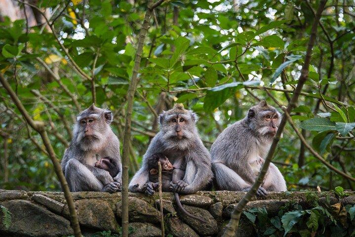 Ubud Greatest Tour: All-In-One Bali Experience