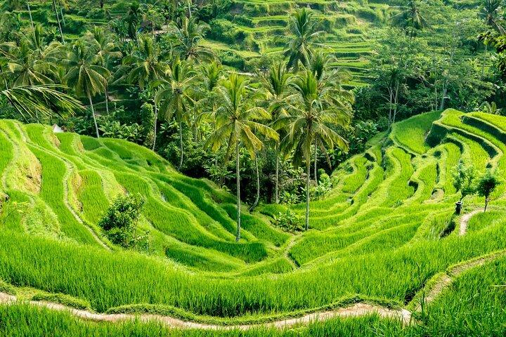 Ubud Greatest Tour: All-In-One Bali Experience