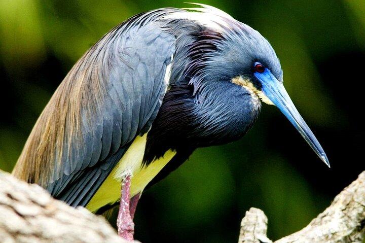 Tamarindo Estuary Tour