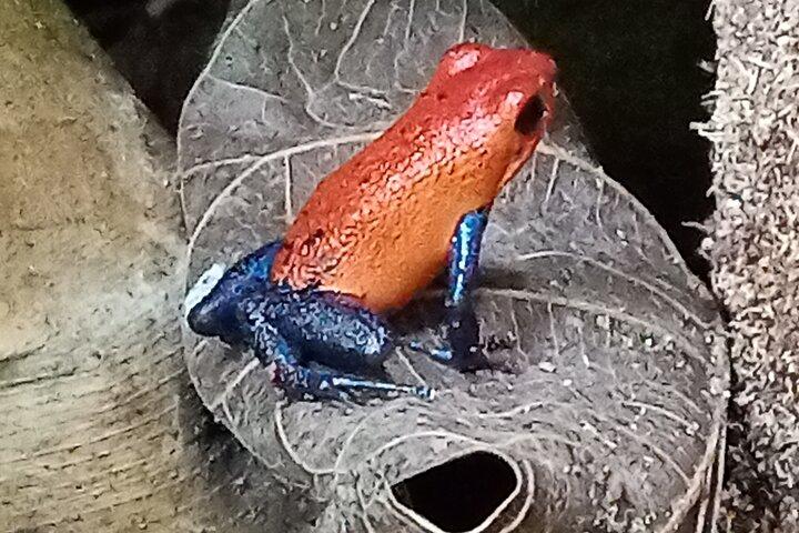 Rio Celeste and Sloth Sanctuary combo tour