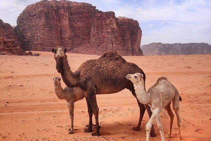 4-Days Tour of Jerash, Petra, Wadi Rum & Dead Sea from Amman