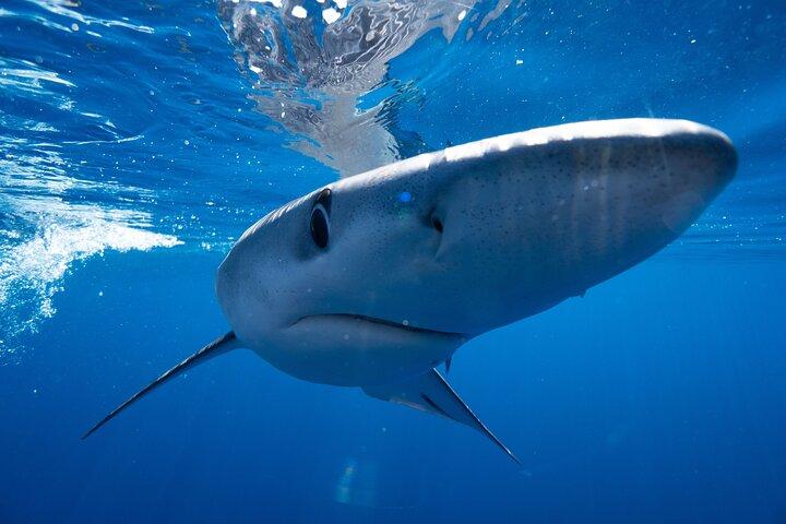 Shark Safari & Snorkel Adventure in Cabo San Lucas