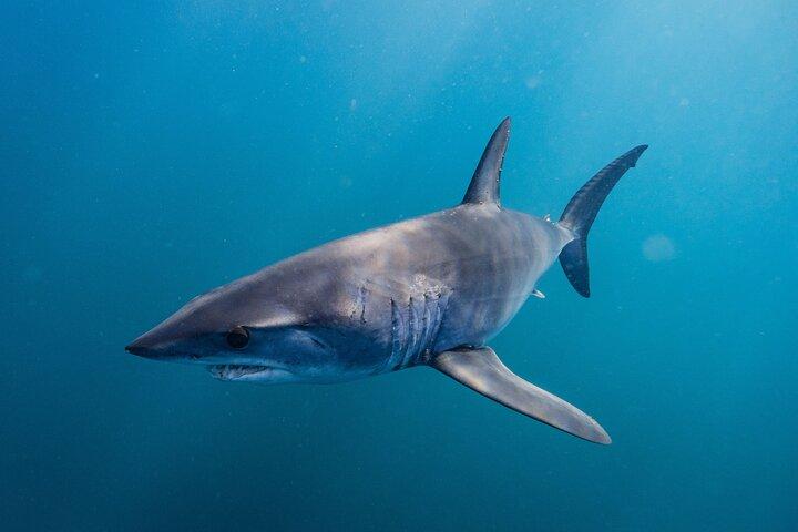 Shark Safari & Snorkel Adventure in Cabo San Lucas