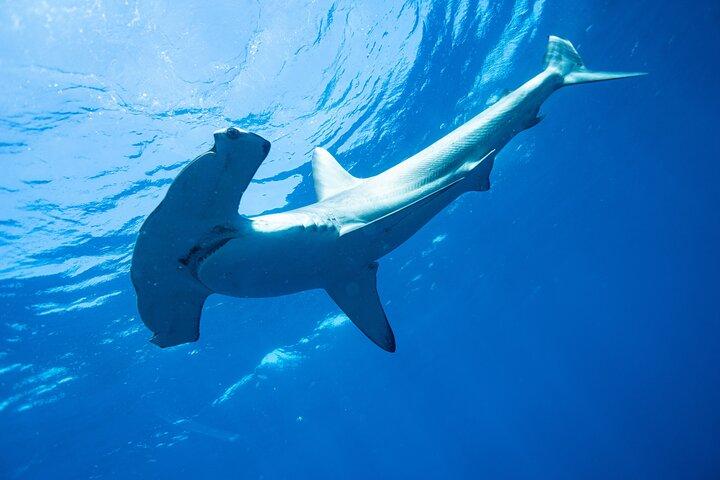 Shark Safari & Snorkel Adventure in Cabo San Lucas