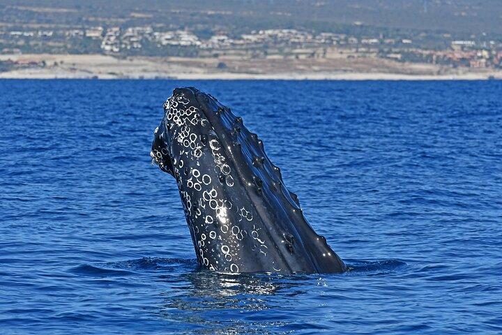 Whale Watching by Zodiac in Cabo San Lucas with Photos Included