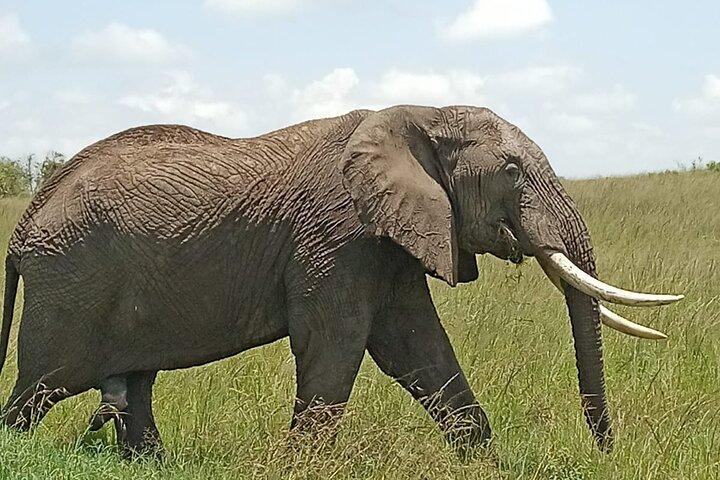 3 days group joining safari to Masai Mara with a Land CruiserJeep