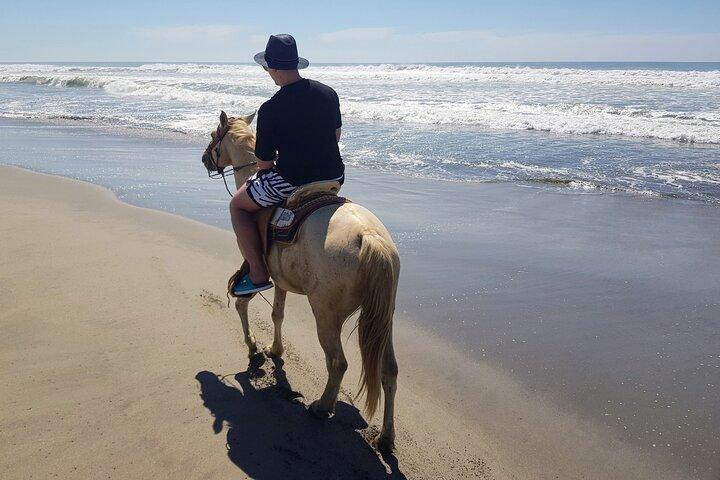 Boat Ride-Gentle Beach Beach Horseback Ride - Crocs - Turtles