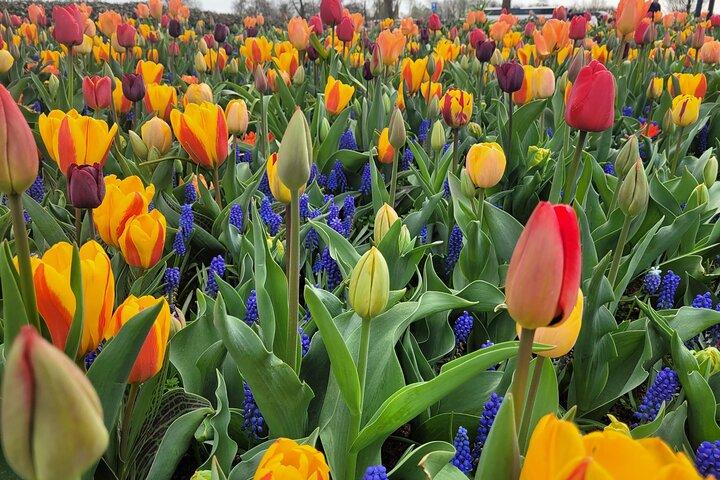 Keukenhof Tulip Gardens Private Return Transfer from Amsterdam