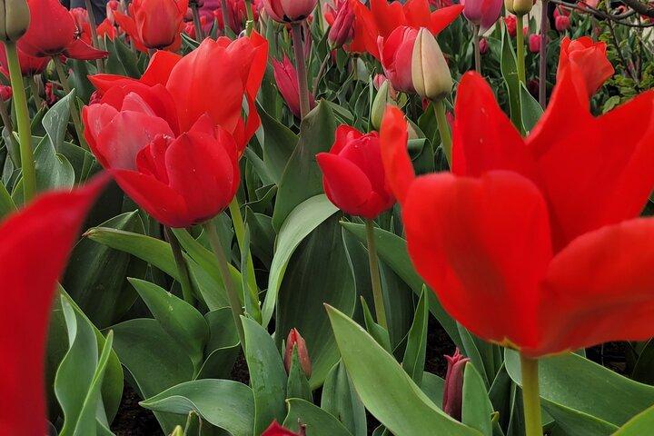Keukenhof Tulip Gardens Private Return Transfer from Amsterdam