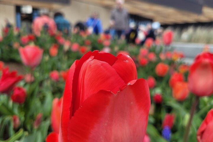 Keukenhof Tulip Gardens Private Return Transfer from Amsterdam
