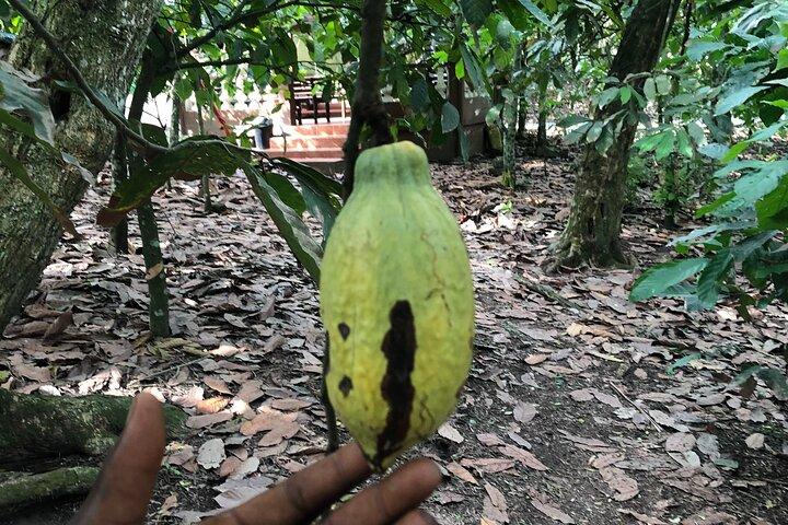 Waterfalls, Aburi Botanical Gardens & a Cocoa Farm Experience.