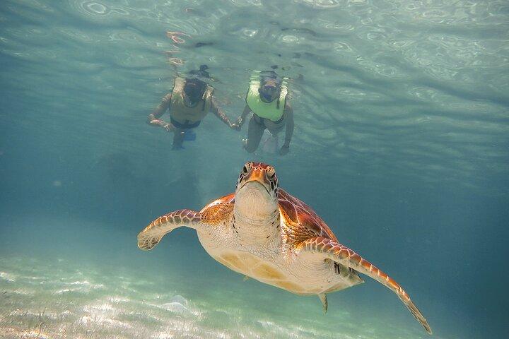 Turtles & Cenote! Half Day from Riviera Maya & Playa del Carmen