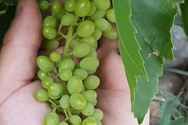 Rhodes Wine & Food Tour: 10 Meal Course Lunch, Wine Tasting, Cooking Class