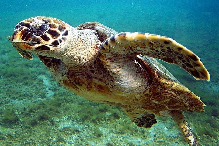 Marsa Mubarak Snorkeling Adventure with Optional Diving