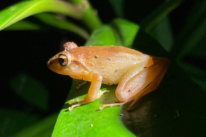 Night Walk Tour Monteverde