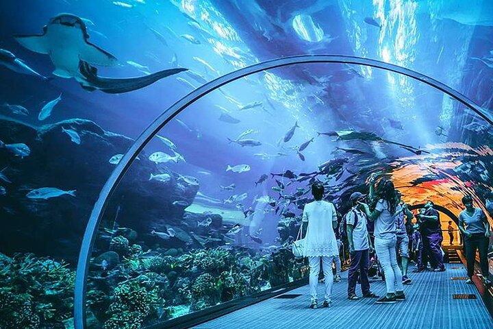 Aquarium and Underwater with Penguin Cove Zoo Dubai Mall