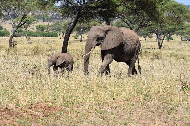 2 Days Tanzania Safari - Tarangire & Ngorongoro (Joint Safari)