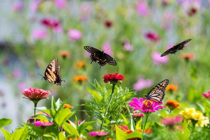 Skip the Line: Butterfly Garden Ticket With Transfer