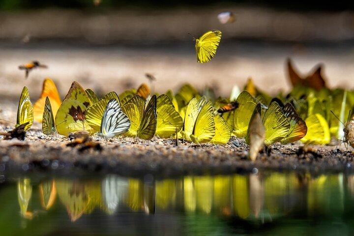 Skip the Line: Butterfly Garden Ticket With Transfer