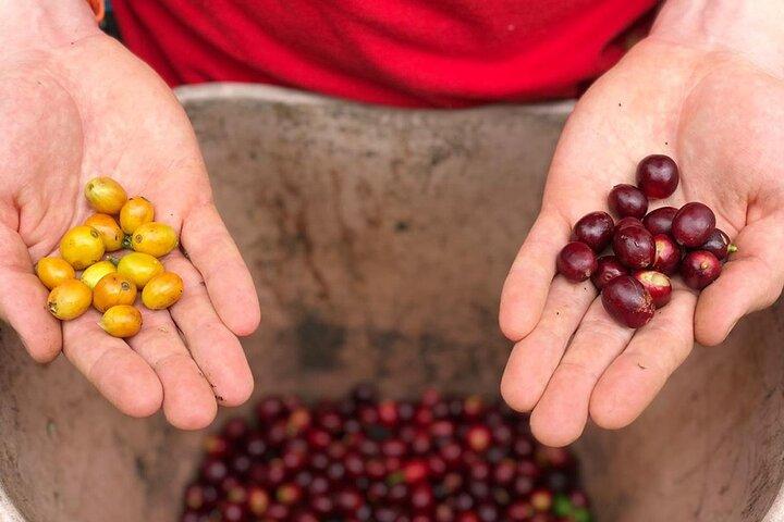 Cocora Valley, Salento and Coffee Farm Day Tour